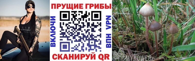 darknet клад Советская Гавань Псилоцибиновые грибы Magic Shrooms KRAKEN сайт